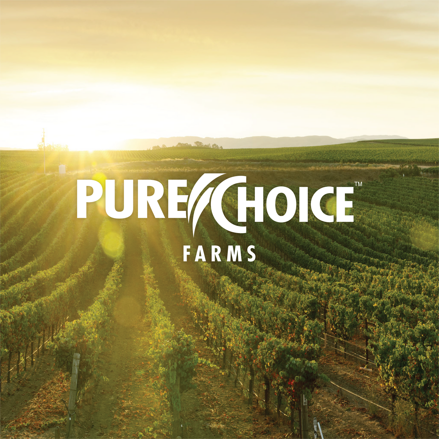 How much protein should I actually consume ? - Pure Choice Farms
