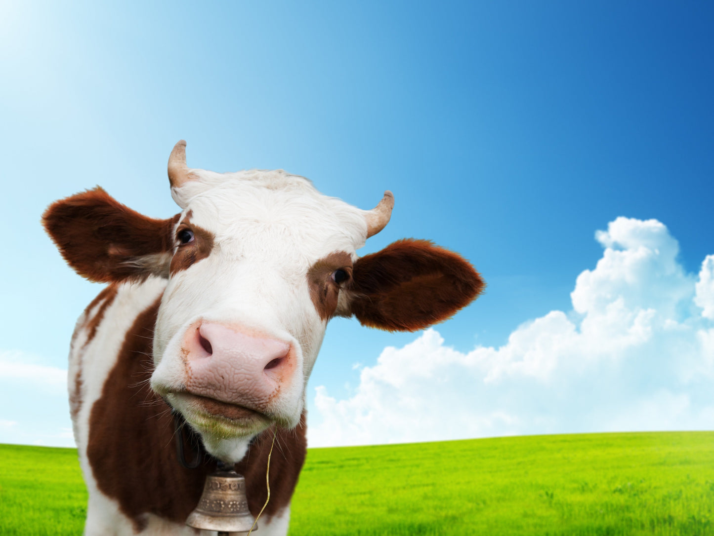 When & Why was Whey Protein 1st used? - Pure Choice Farms
